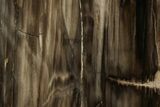 8.4" Polished, Petrified Wood (Metasequoia) Stand Up - Oregon - #193750-2